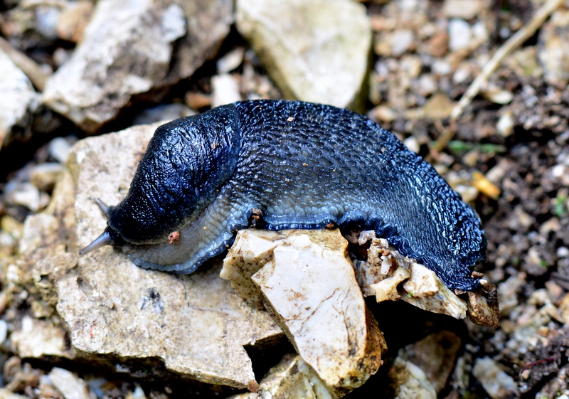 Limax cinereoniger (forma blu) da Trichiana (BL)
